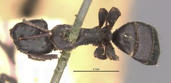 Media type: image;   Entomology 29539 Aspect: habitus dorsal view
